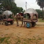 India carro cammelli