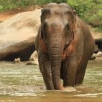 Bagno con elefanti Chiang Mai