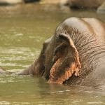Bagno con elefanti Thailandia