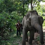 Elefante Chiang Mai