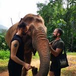 Elefanti Chiang Mai