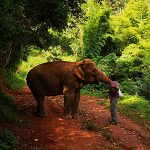 Tour elefanti Chiang Mai